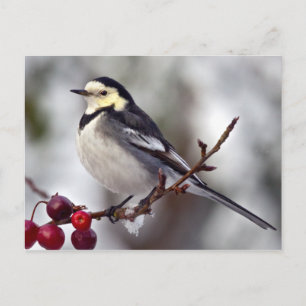 Pied Wagtail Postkarte