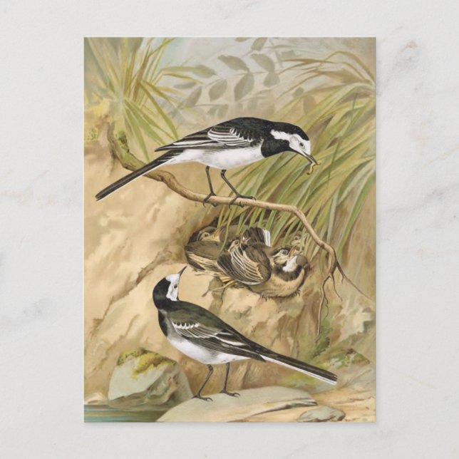 Pied Wagtail Vintag Bird Illustration Postkarte (Vorderseite)