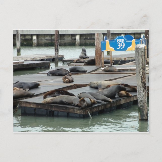 Pier 39 postkarte (Vorderseite)