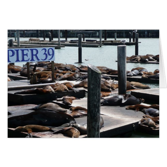 Pier 39 Sea Lions (Devant horizontal)
