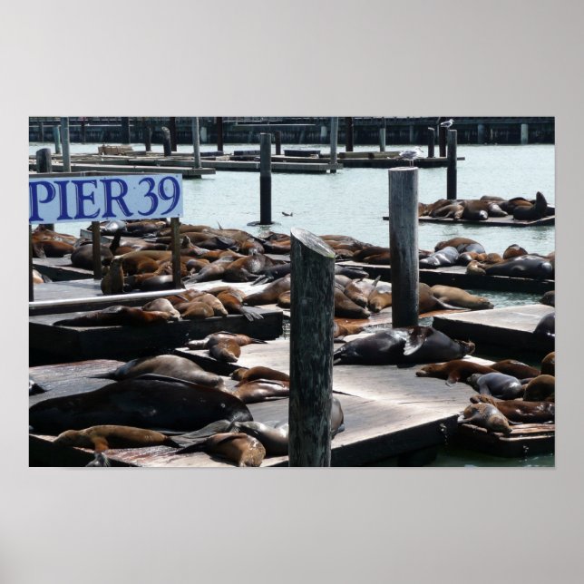 Pier 39 Seelöwen Poster (Vorne)