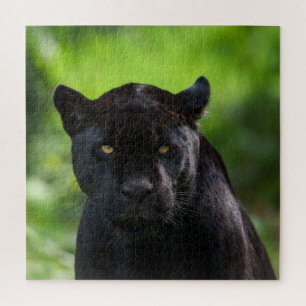 Piercing Silence - Black Jaguar