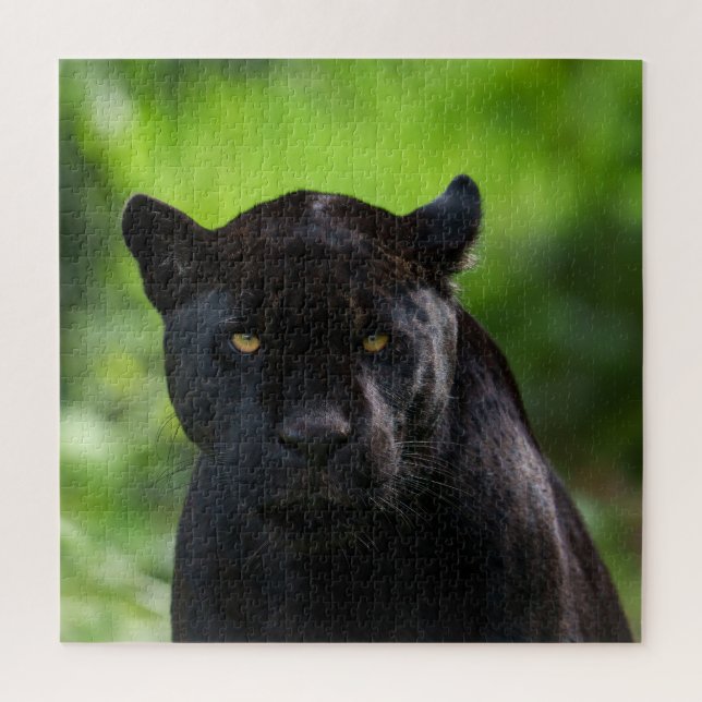 Piercing Silence - Black Jaguar (Vertikal)