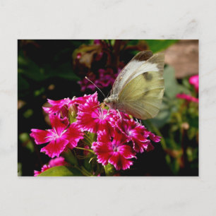 Pieris brassicae postkarte