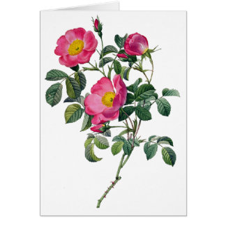 Pierre Joseph Redoute Rose