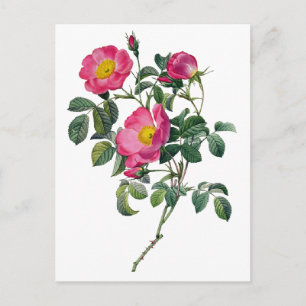 Pierre Joseph Redoute Rosen Postkarte