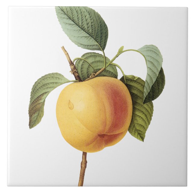 Pierre-Joseph Redouté Vintage große Fliese (Vorderseite)