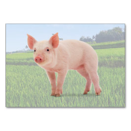 Pig ABA Tact Labeling Flashcard | Picture Card Tischnummer