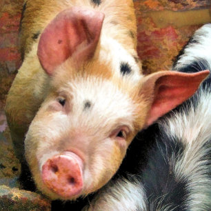 PIG FLASCHENÖFFNER