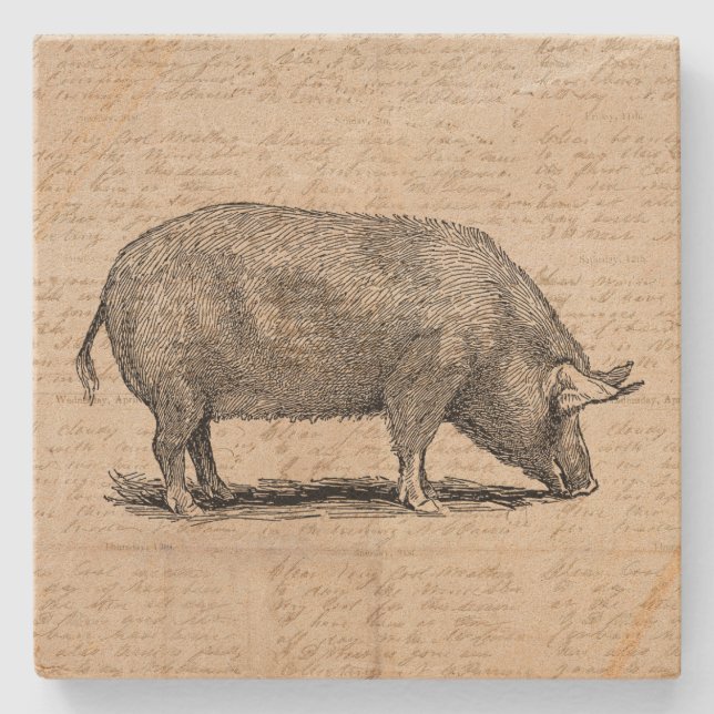 Pig Illustration Antique Art Script Stil Steinuntersetzer (Vorderseite)