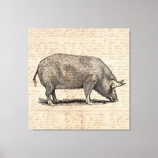 Pig Illustration Stil antiker Art Script Leinwanddruck (Vorderseite)