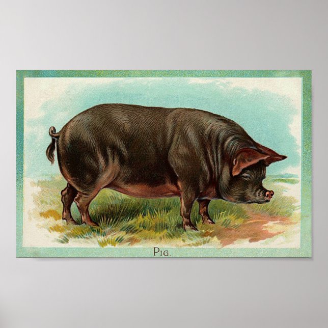 Pig Poster - Vintage Art (Vorne)