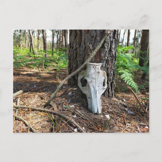 pig skull in the forest - caveira de porco postkarte (Vorderseite)