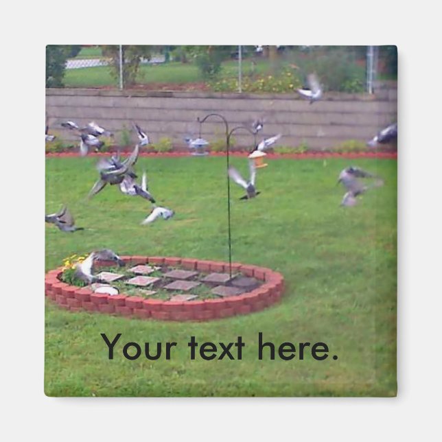 Pigegons Atterrissage Volant Magnets du triage d'e (Devant)