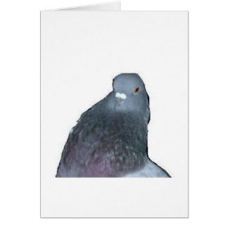 Pigeon