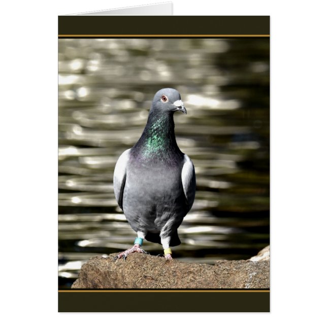 Pigeon (Devant)