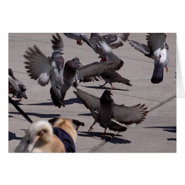 Pigeon (Devant horizontal)