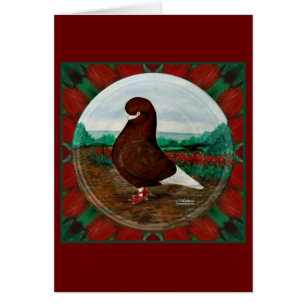 Pigeon à bec rouge Tumbler