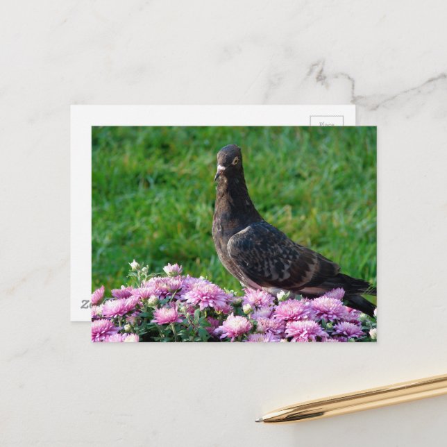 Pigeon and Mums Postkarte (Vorderseite/Rückseite Beispiel)
