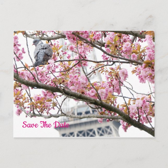 Pigeon Bird Eiffel Save the Date Tower Postcard Postkarte (Vorderseite)