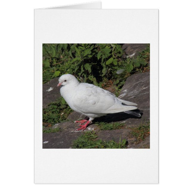 Pigeon blanc (Devant)