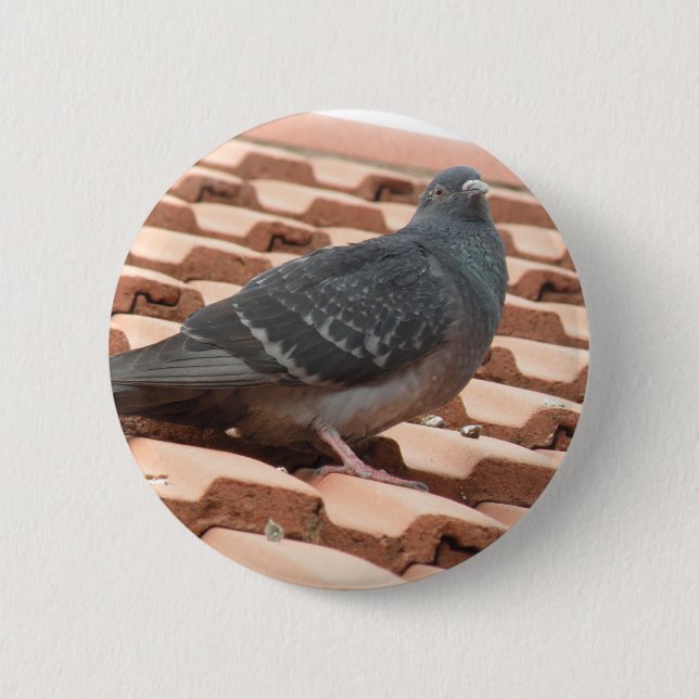 Pigeon Button (Vorderseite)