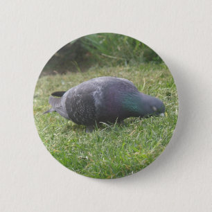 Pigeon Button