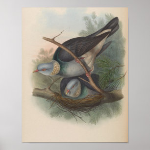 Pigeon Colombin par John Gould Impression