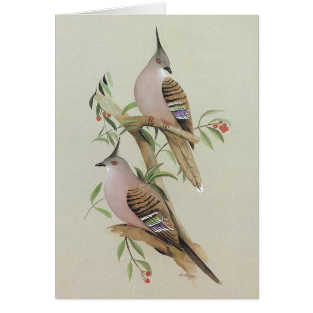 Pigeon crêté - lophotes d'Ocyphaps (Devant)