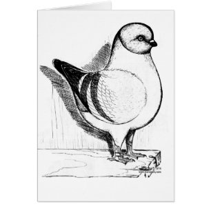 Pigeon de Modène Gazzi 1978