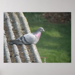 Pigeon-Druck Poster