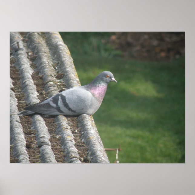 Pigeon-Druck Poster (Vorne)