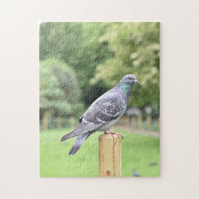 Pigeon Duncan Terrace Gardens Islington London UK (Vertikal)