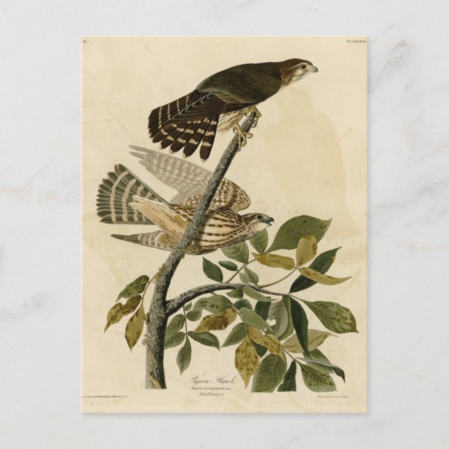 Pigeon Hawk (Merlin) - Audubons Vögel von Amerika Postkarte (Vorderseite)