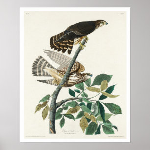 Pigeon Hawk von Audubon Poster