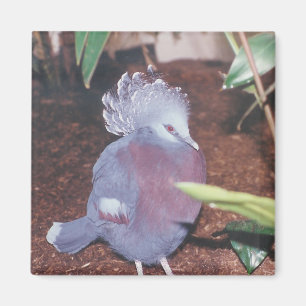Pigeon impérial couronné bleu - aimant
