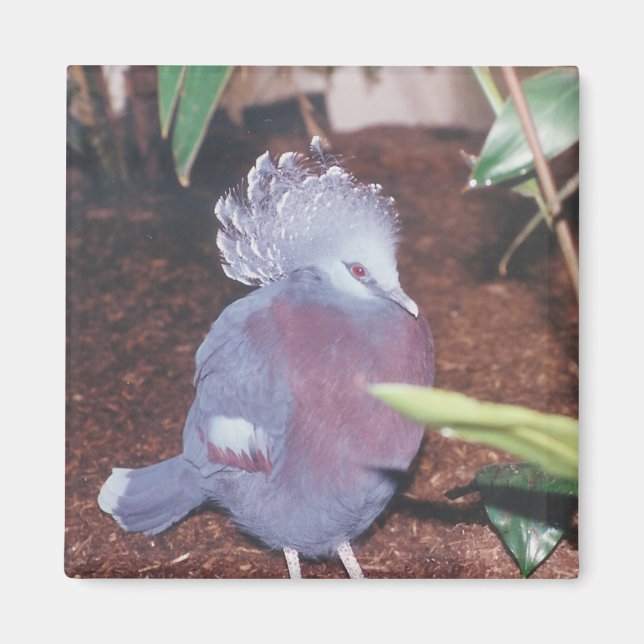 Pigeon impérial couronné bleu - aimant (Devant)