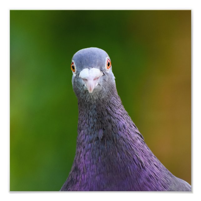 Pigeon Looking inquisitiv Fotodruck (Vorne)