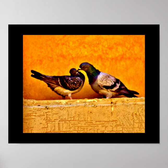 Pigeon Lovers Poster (Vorne)