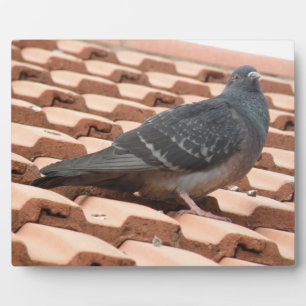 Pigeon Plaque Fotoplatte
