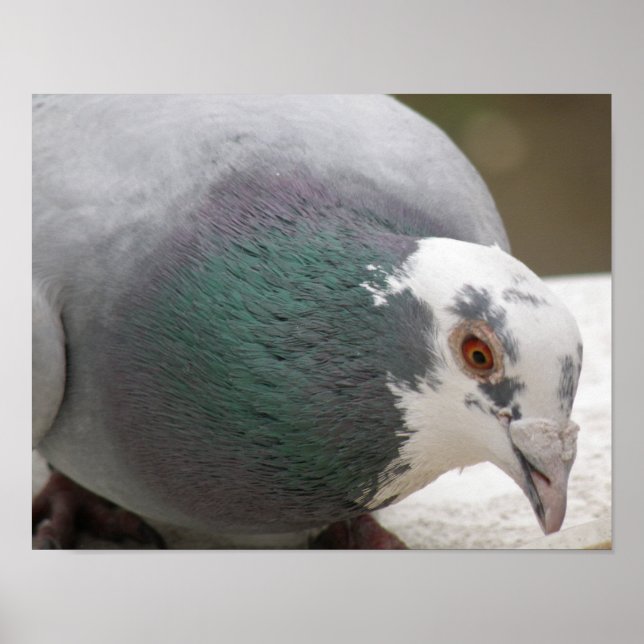Pigeon Print Poster (Vorne)