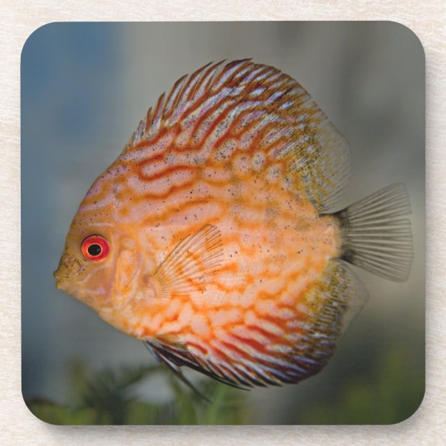 Pigeon Stone Discus Set von 6 Untersetzer (Vorderseite)