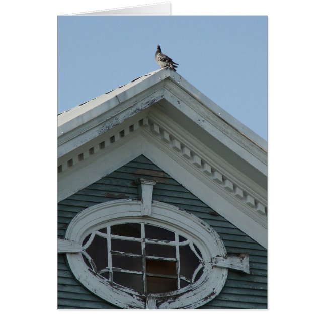 Pigeon sur la Vieille Maison (Devant)
