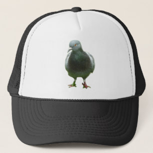 Pigeon sur un casquette