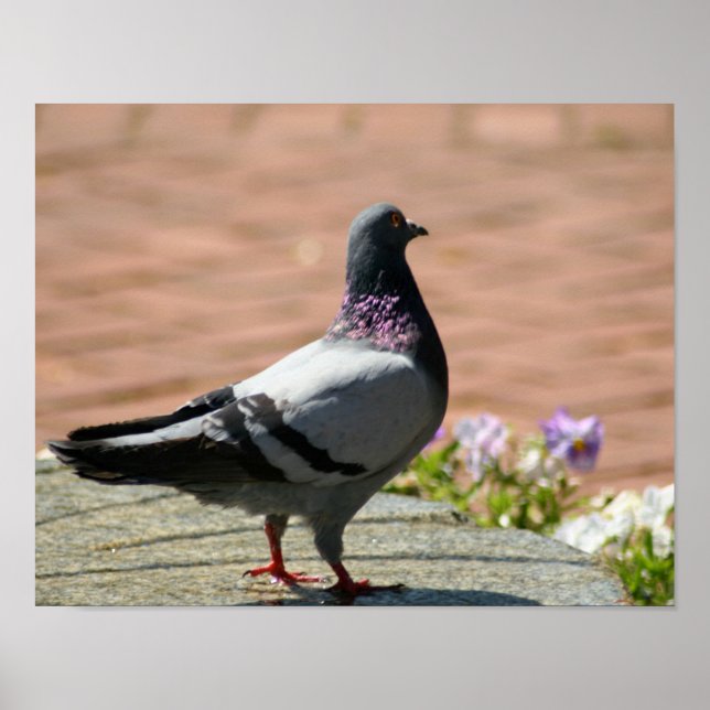 Pigeon Vollfarben-Poster Poster (Vorne)