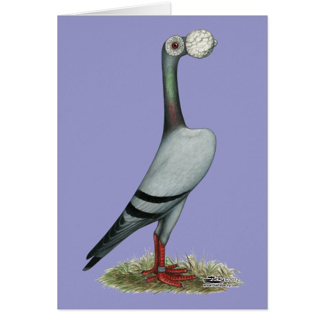 Pigeon voyageur 2012 (Devant)