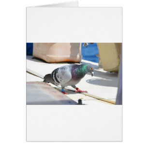 Pigeon voyageur sur un yacht