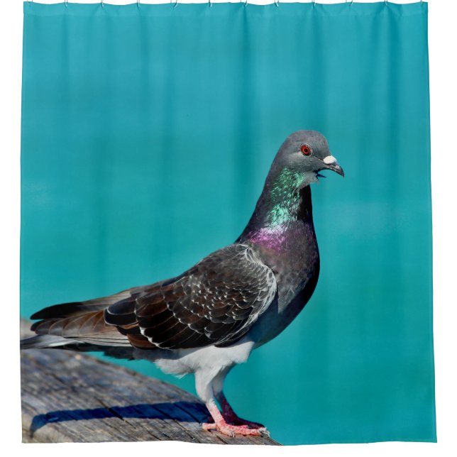Pigeon With A View Duschvorhang (Vorderseite)