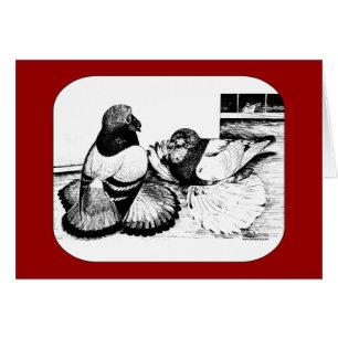 Pigeons de trompette anglais