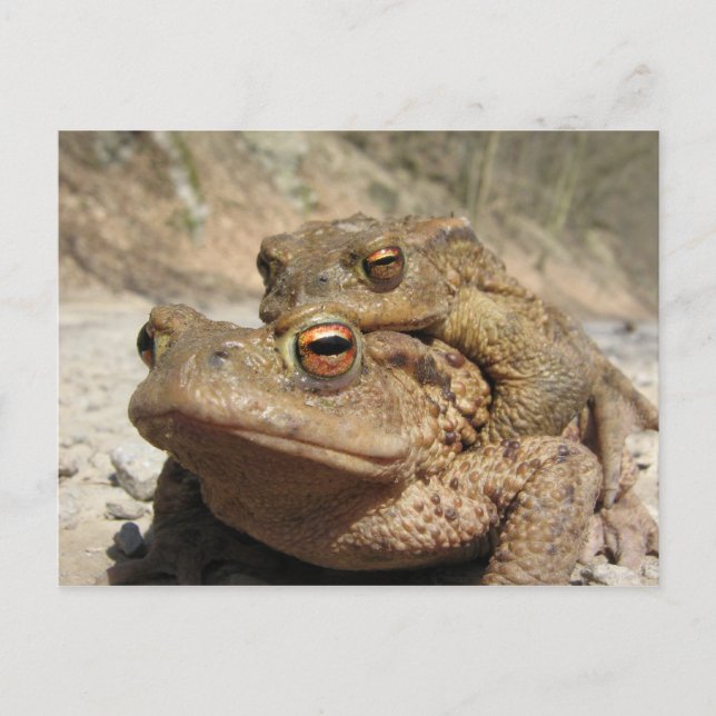Piggyback Toads Postkarte (Vorderseite)